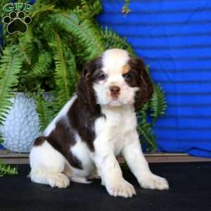Reece, Cocker Spaniel Puppy