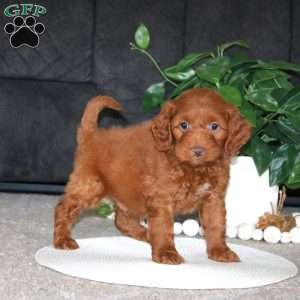 Reece, Cockapoo Puppy