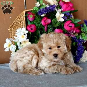 Reece, Cockapoo Puppy