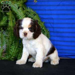 Reece, Cocker Spaniel Puppy