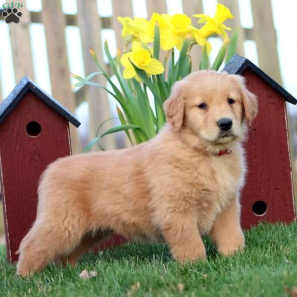 Reeces, Golden Retriever Puppy