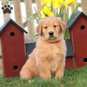 Reeces, Golden Retriever Puppy
