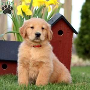 Reeces, Golden Retriever Puppy