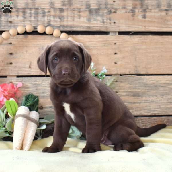 Reese, Boxador Puppy