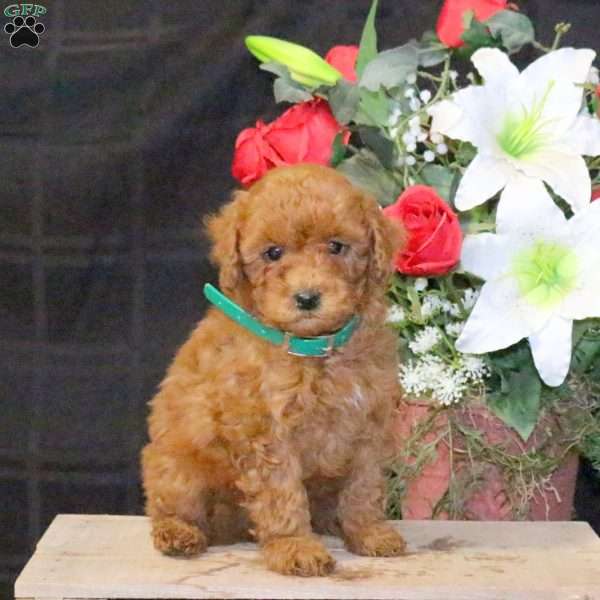 Reese – F1B, Mini Goldendoodle Puppy
