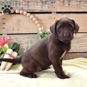 Reese, Boxador Puppy