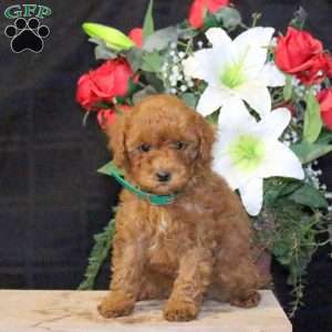 Reese – F1B, Mini Goldendoodle Puppy