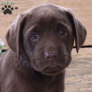 Reese, Boxador Puppy