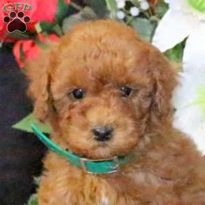 Reese – F1B, Mini Goldendoodle Puppy