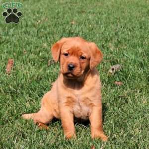 Reeses, Fox Red Labrador Retriever Puppy
