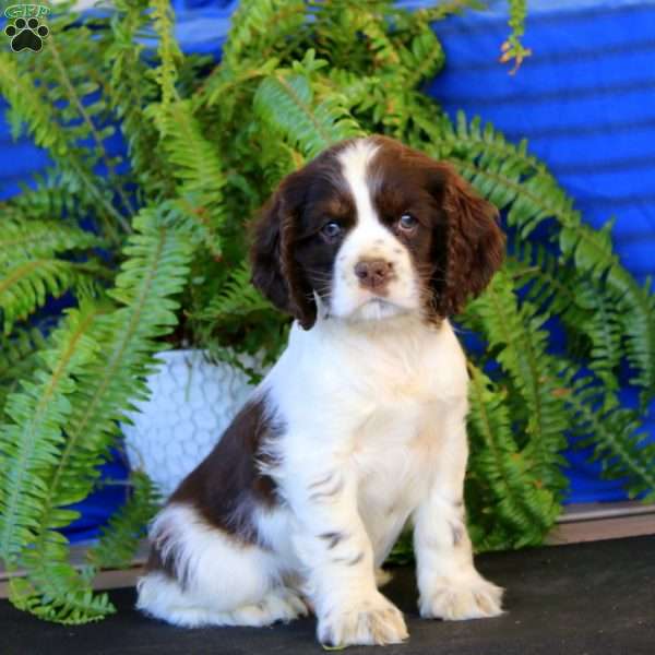 Reggie, Cocker Spaniel Puppy