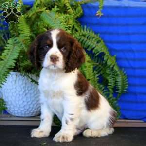 Reggie, Cocker Spaniel Puppy