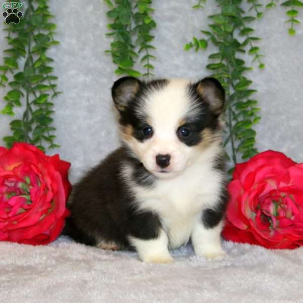 Reggy, Pembroke Welsh Corgi Puppy