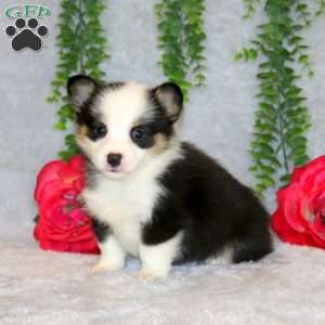 Reggy, Pembroke Welsh Corgi Puppy