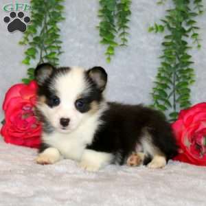 Reggy, Pembroke Welsh Corgi Puppy