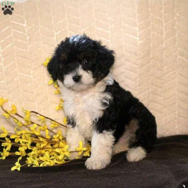 Reina, Mini Aussiedoodle Puppy