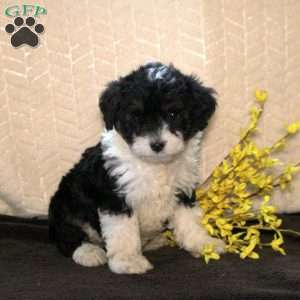 Reina, Mini Aussiedoodle Puppy