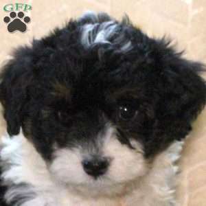 Reina, Mini Aussiedoodle Puppy