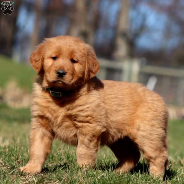 Remi, Golden Retriever Puppy