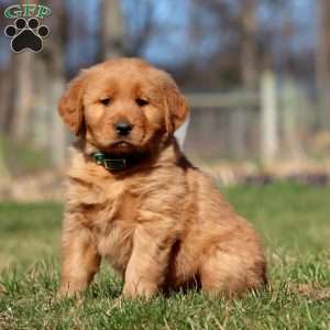 Remi, Golden Retriever Puppy