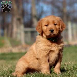 Remi, Golden Retriever Puppy