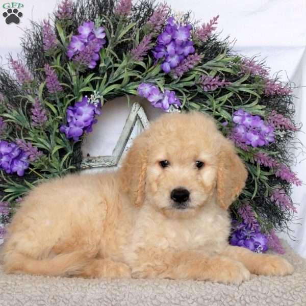 Rex, Goldendoodle Puppy