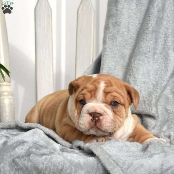 Rex, English Bulldog Puppy