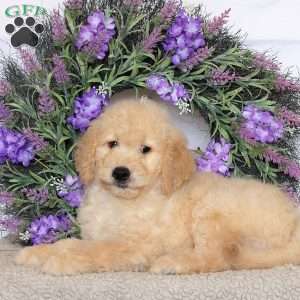 Rex, Goldendoodle Puppy