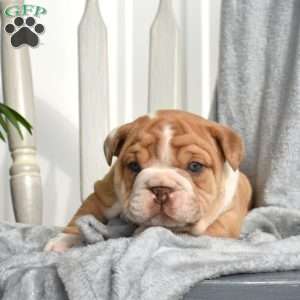 Rex, English Bulldog Puppy