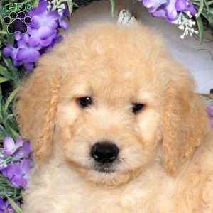 Rex, Goldendoodle Puppy