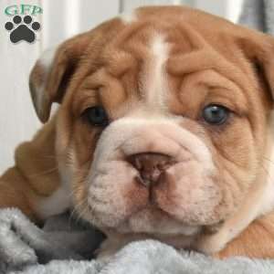 Rex, English Bulldog Puppy
