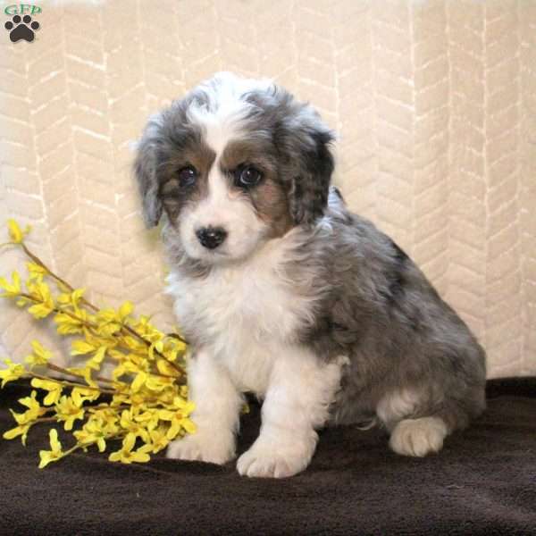 Rhea, Mini Aussiedoodle Puppy