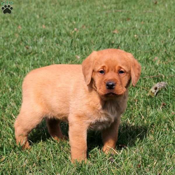 Rhett, Fox Red Labrador Retriever Puppy