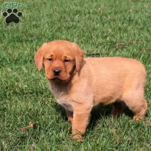 Rhett, Fox Red Labrador Retriever Puppy