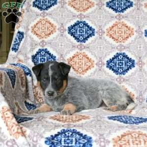 Rhett, Blue Heeler – Australian Cattle Dog Puppy