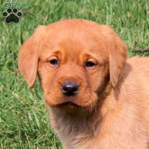 Rhett, Fox Red Labrador Retriever Puppy