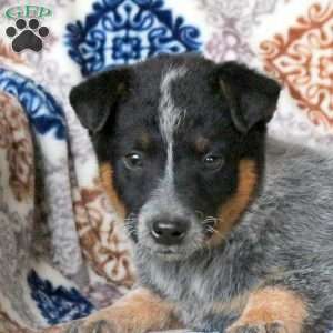 Rhett, Blue Heeler – Australian Cattle Dog Puppy