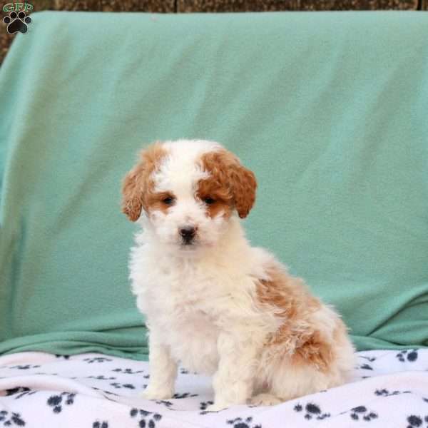 Rhoda, Miniature Poodle Mix Puppy