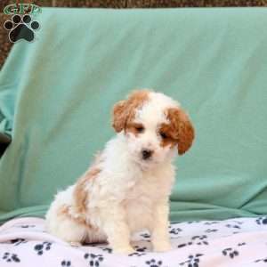 Rhoda, Miniature Poodle Mix Puppy