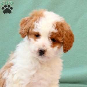 Rhoda, Miniature Poodle Mix Puppy