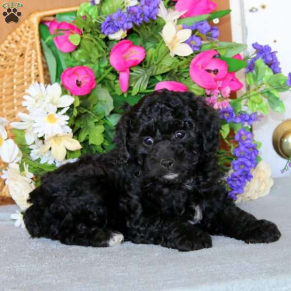 Rianna, Cockapoo Puppy