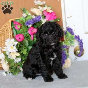 Rianna, Cockapoo Puppy