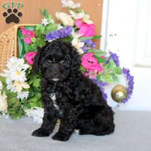 Rianna, Cockapoo Puppy