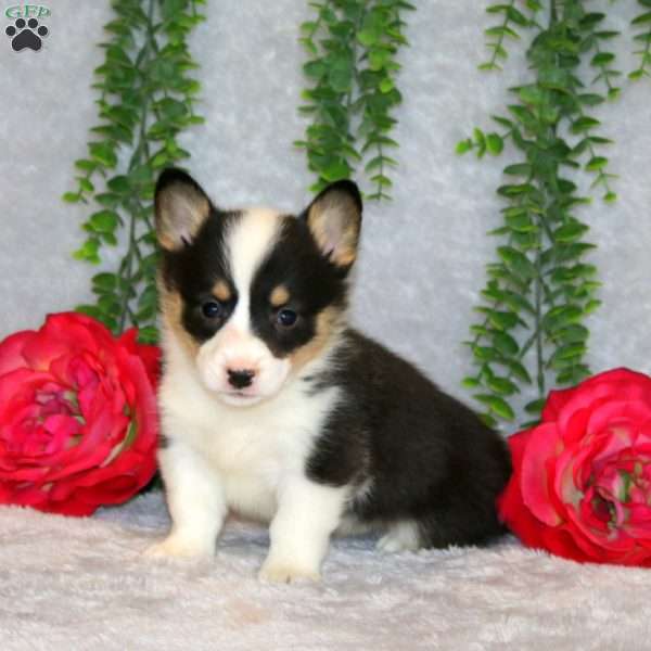 Richy, Pembroke Welsh Corgi Puppy