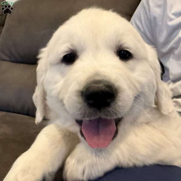 Ricket, English Cream Golden Retriever Puppy