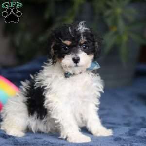 Ricky, Saint Berdoodle Puppy