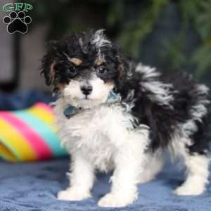 Ricky, Saint Berdoodle Puppy