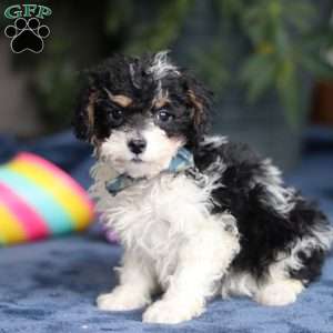 Ricky, Saint Berdoodle Puppy