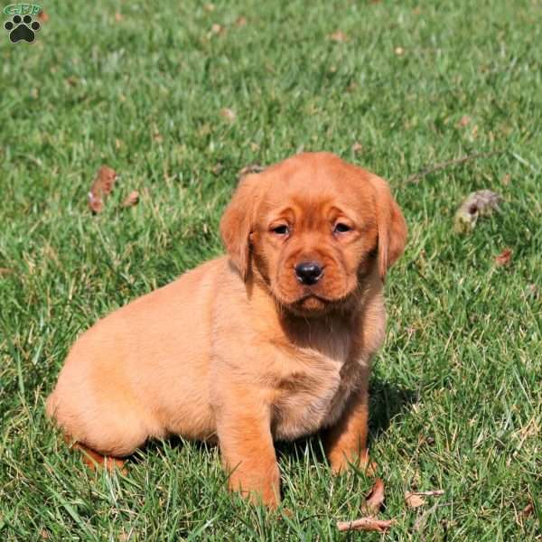 Riley, Fox Red Labrador Retriever Puppy