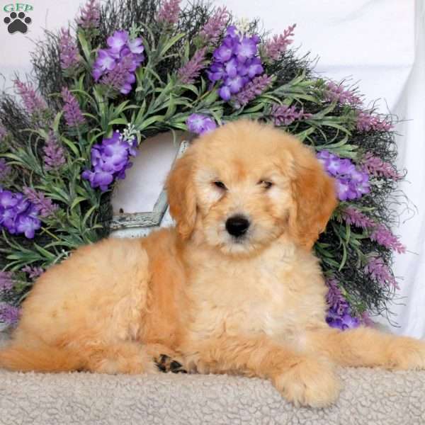Riley, Goldendoodle Puppy